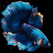 Betta Fish Live Wallpaper FREE 1.3.5 Unlocked icon
