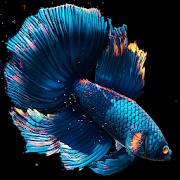 Betta Fish Live Wallpaper FREE 1.4 Unlocked