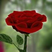 3D Rose Live Wallpaper 5.4 Paid