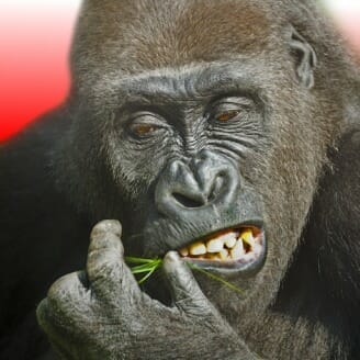 Flying Gorilla 4.0.40 MOD APK Free Rewards icon