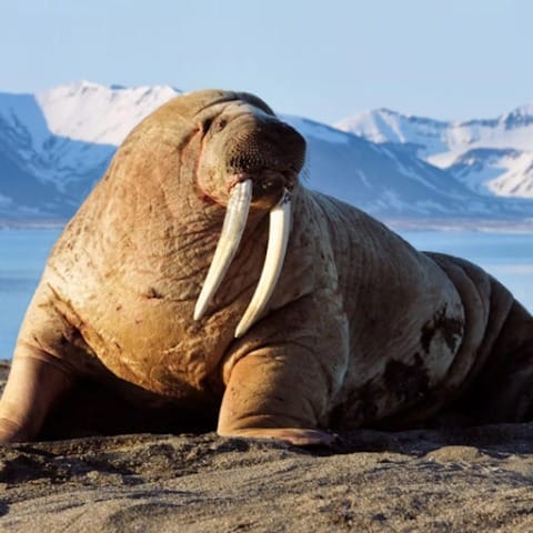 The Walrus MOD APK 1.2.6 Unlimited Money icon